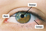 Анатомия на окото
