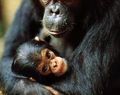 Шимпанзета и СПИН