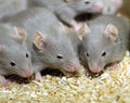Лабораторни мишки