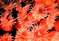 coralcavernousstar