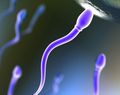 Сперматозоиди