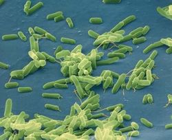 Къде обичат да се спотайват бактериите?