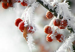 hoar_frost_crab_apples500