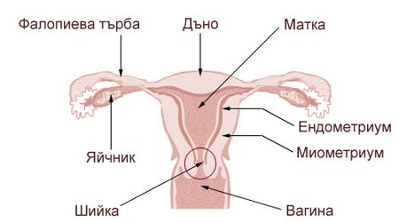 uterus editor_1