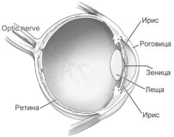 Анатомия на окото