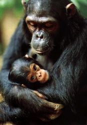 Шимпанзета и СПИН