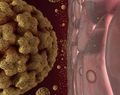 HPV - рак на шията