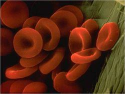 erythrocytes