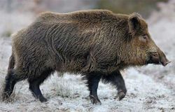 boar_470x300