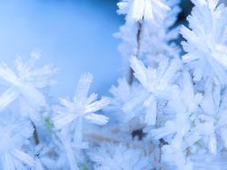 hoar-frost-purcell-mountains-british-columbia