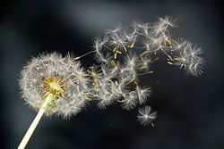 dandelion1