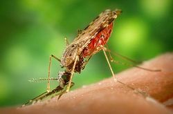 anopheles_albimanus_mosquito