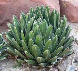 agave