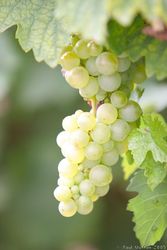 white_grapes_growing_on_vines_img_7404