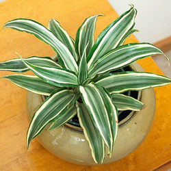 dracena